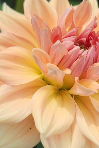 Westerton Lillian Dahlia Journal: Floral Notebook
