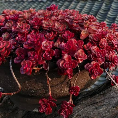 Semillas de sedum jardín interior en decoración exterior 50pcs