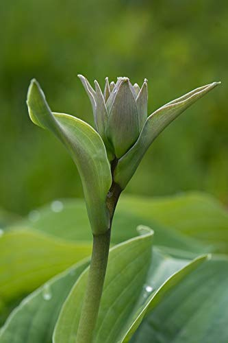 Home Comforts Blossom Plantain Lily Closed Flower Hosta Bloom-20 Inch By 30 Inch Laminated Poster With Bright Colors And Vivid Imagery-Fits Perfectly In Many Attractive Frames