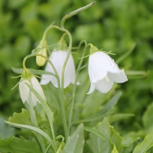 6x Campanula cochleariifolia 'White Baby' - Campanula cochleariifolia 'White Baby' - Godet 9x9cm