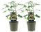 Ficus Brown Turkey | 2 pcs. - 30-40cm - Ø15cm - Plante de jardin - Légumes et fruits - Multideal
