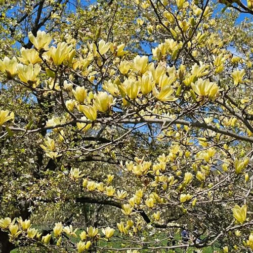 semillas de magnolia - jardín resistentes variedades antiguas 10pcs