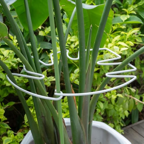 YOHSNOR 5 st Monstera växtstjälk stöd, vit 23 x 19,3 cm – hållbar insatsshållare för inomhus klätterväxter, justerbar installation idealisk för fiskbenskaktus och växtentusiaster