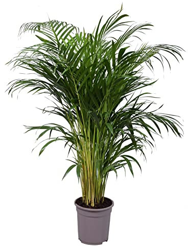 Dypsis Lutescens Grande Palma Areca XL Planta de Interior Palmera Natural para el Hogar