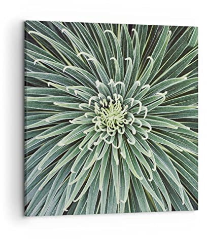 Wandbilder Dekoration Wohnzimmer Agave Grün Pflanze Bilder auf Leinwand 50x50cm Leinwandbild mit Rahmen Schlafzimmer Küche Deko Wand Kunstdruck Art Klein Wanddeko Bild Wall Decor Canvas AC50x50-4905