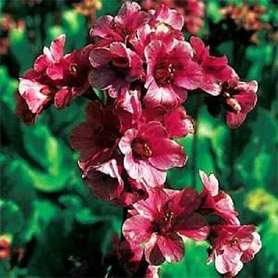 Bergenia Codirosso 25 semi
