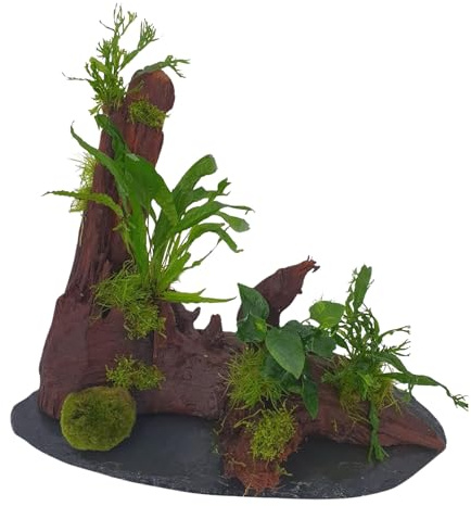 Garnelenbäumchen Mangrovenwurzel XXL auf Schieferplatte mit großer Mooskugel ca.45-50 cm lang und ca. 30-35 cm hoch mit echtem Farn,Anubias uns Moos bepflanzt, Aquariendekoration
