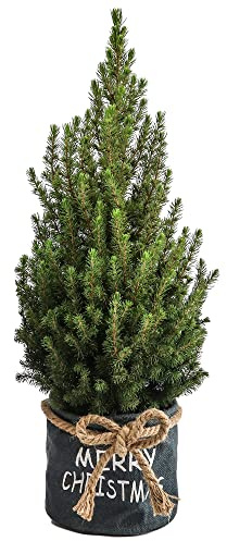 Picea Conica de Azúcar Árbol de Navidad Real en Maceta Fresco Pequeña Planta de Navidad en Bolsa
