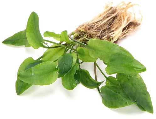 K2AQUA Cryptocoryne Willisii Live Aquarium Plant Compact Bright Green Easy Care Low Maintenance Foreground Midground Freshwater Tank Natural Decoration Beginner Friendly