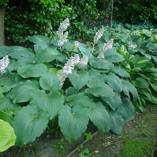 semi di hosta resistenti - giardino esterni perenni in vaso da balcone perenni 50pcs