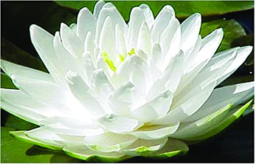 Lincolnshire Pond Plants Ltd - Gonnere - Snowball Water Lily - Pond Plants - LW10-Kit
