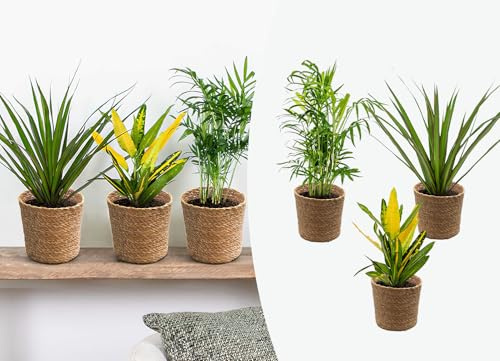 3x Tropische Zimmerpflanzenmischung Inkl. Seagrass Basket Lux – ⌀12 cm - 25-40 cm