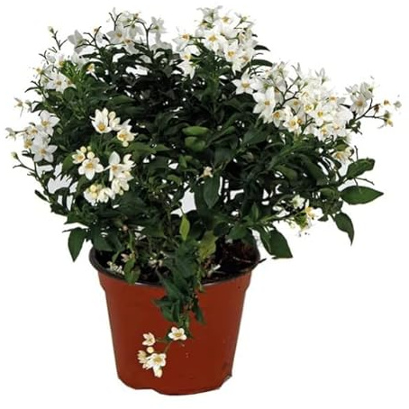 Jazmín Solano o Solanum Jasminoides Planta Trepadora de Exterior Resistente