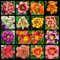 Hemerocallis Bulbos-Mezcla de Daylily-Mezcla de daylily-Lleno y fuerte-Flores Ornamentales en macetas de jardín-Plantas Azucenas-3 Bulbos-B