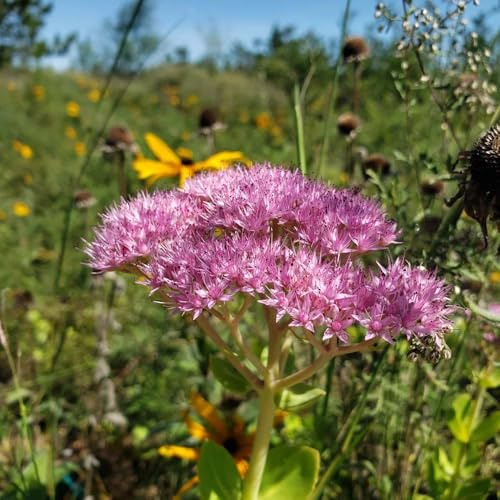 fetthenne exotische blühende herbstblumen pflanzensamen garden für sonnige plätze balkon Seltene Serie 400samen