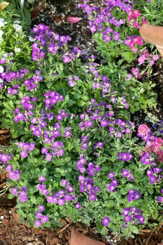 Aubrieta x cultorum 'Rubinfeuer' 9 cm Topf – Winterhart, Mehrjährig, Pflegeleicht – Blaukissen – Bodendecker für Steingarten & Beet