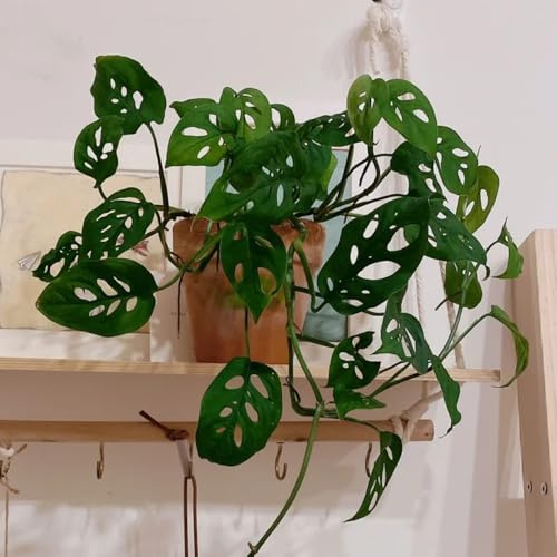 semillas de monstera - resistentes perennes cobertura del suelo 220pcs