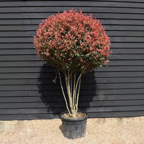 Photinia Photinia x fraseri Red Robin multi stem pianta da siepe ceppaia ombrelliforme in mastello ø50 h. 170/200 cm Vivaio di Castelletto