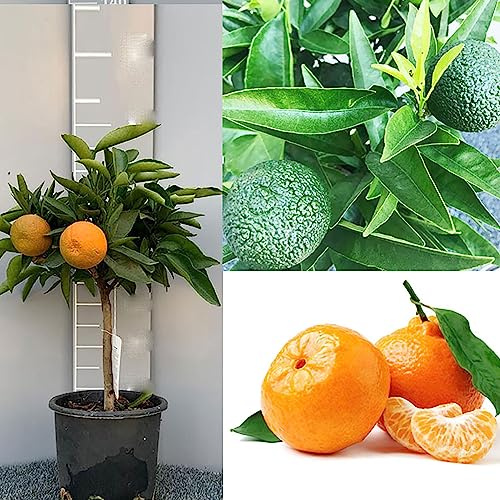 SAVINI VIVAI Clementino Pflanze Clementino Hernandina Zitrusbaum im 20 cm Topf, Höhe 70 cm, 2-3 Jahre Veredelung, hergestellt in Italien
