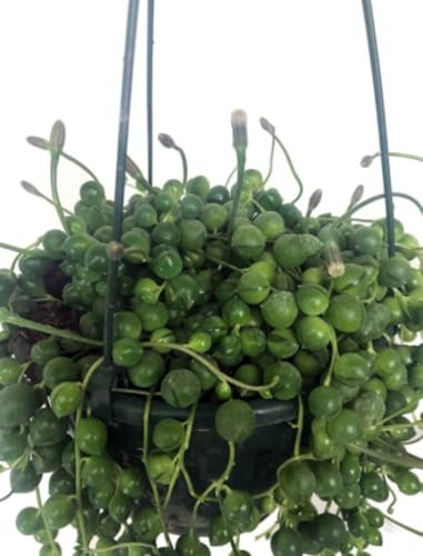 Planta natural Senecio Rowleyanus, en maceta de 15 cm. Cactus colgante. String of pearls. Planta rosario, collar de perlas. Planta suculenta colgante con hojas en forma de bolitas. Segura Garden.