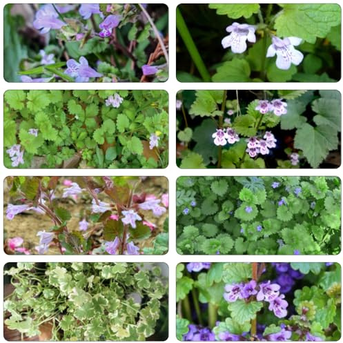 edera terrestre selvatica da balcone da giardino primavera estate selvatici, autunno, semi perenni cucina 100pcs