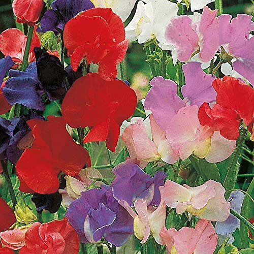 Suttons Sweet Pea Seeds Old Fashioned Scented Mix Flower Seeds, Approx. 30 Seeds per Pack, Grow Your own Fragrant Sweet Pea Plants from Seed, Ideal for Beds and Borders, Greenhouses
