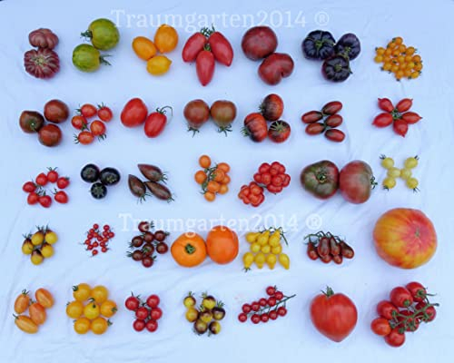 100 Tomatensamen - Saatgut - samenfest - Mischung aus 35 Tomatensorten - nicht nach Sorten getrennt - in Deutschland angebaut