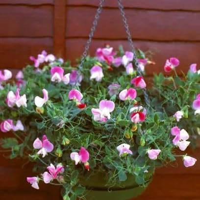 Sweet Pea Dworf Pink Cupid 20 seeds + Plant tag + Freebie - Hanging bascet flower - Lathyrus odoratus