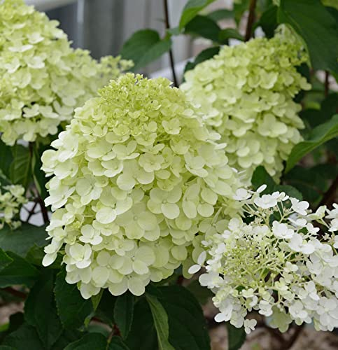 Rispenhortensie Little Spooky 40-60cm - Hydrangea paniculata - lebende Gartenpflanze aus den Baumschulen