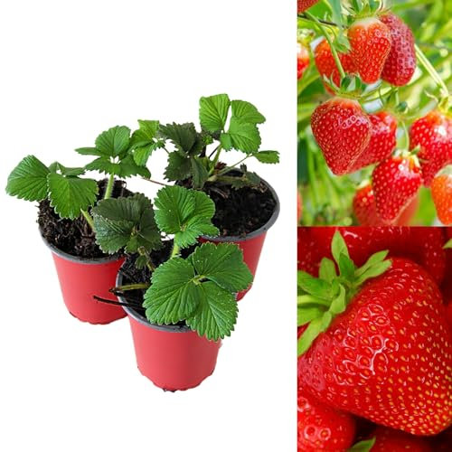 Carbeth Plants - Strawberry Hapil Fruit Plants - Hardy Garden Bushes in 9cm Pots - Grow Your Own (3)
