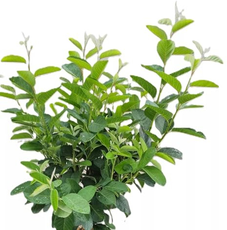 Felsenbirne Amelanchier lamarckii 'Rainbow Pillar' 80-100 cm winterhart Freilandaufzucht