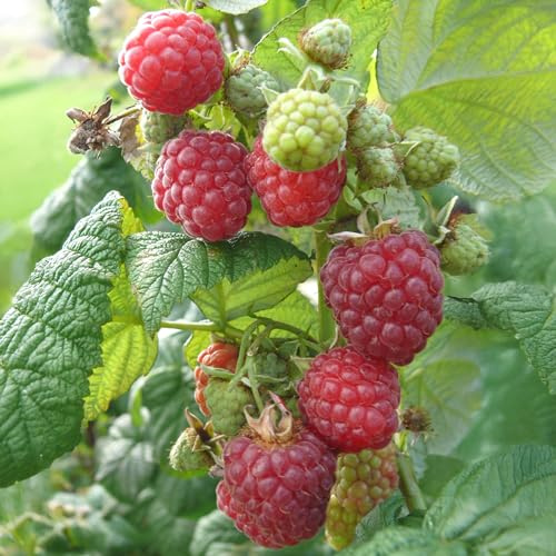 Sommerhimbeere Rubaca Pflanze - Rubus Idaeus 40-60cm - Krankheitsresistent Robust - Premium Himbeere für Garten - aromatische Früchte