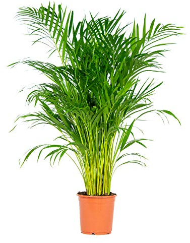 Bloomique - Dypsis Lutescens - Goldfruchtpalme - Areca Palme - Zimmerpflanzen Groß - Pflegeleicht - Haustierfreundlich - Höhe 100-120 cm - Topf 21 cm