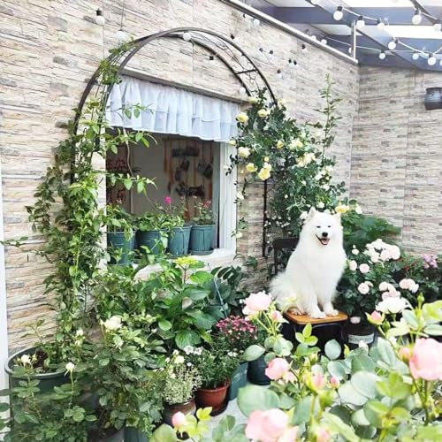 Arche de jardin demi-ronde en fer forgé pour plantes grimpantes, tonnelle décorative pour terrasse, fenêtre, jardin et porche