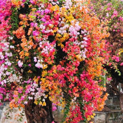 semi di bouganville - giardino resistente regali rampicanti 120pcs