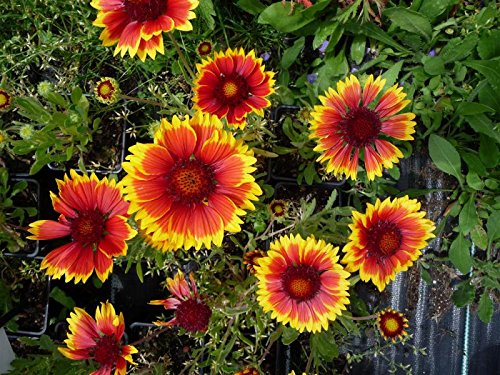 Niedrige Rot-Gelbe Kokardenblume Gaillardia aristata 'Kobold' 100 Samen