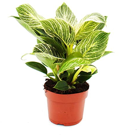 Exotenherz - Philodendron White Wave - Árbol amigo de rayas blancas - maceta de 12 cm
