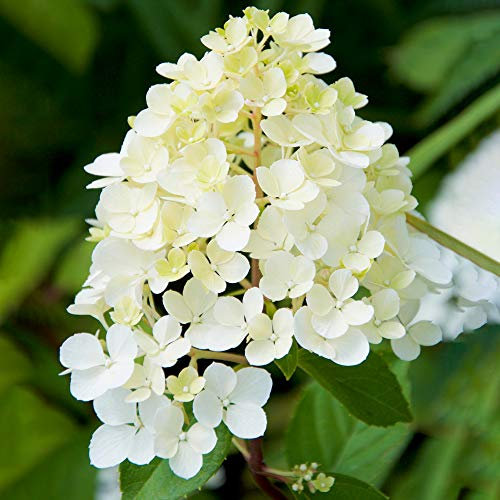 Hydrangea Phantom, arbuste à feuilles caduques, fleurit en pot dans le jardin extérieur.