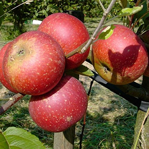 Apfelbaum Ingrid Marie roter Herbstapfel einjährig Buschbaum 5 Liter Topf schwachwachsend M9