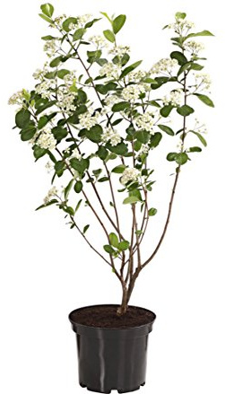 Dehner Apfelbeere Aronia Aron, schwarze Früchte, ca. 40-60 cm, 3 l Topf | Aronia melanocarpa, ertragreicher Beerenstrauch, robust und frosthart, Erntezeit August/September
