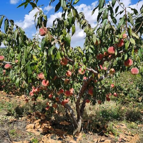Pfirsichbaum pfirsich Seltene Serie obstpflanzen obstbaum Premium stauden winterhart mehrjährig, säulenobstbäume bonsai exotische 12samen