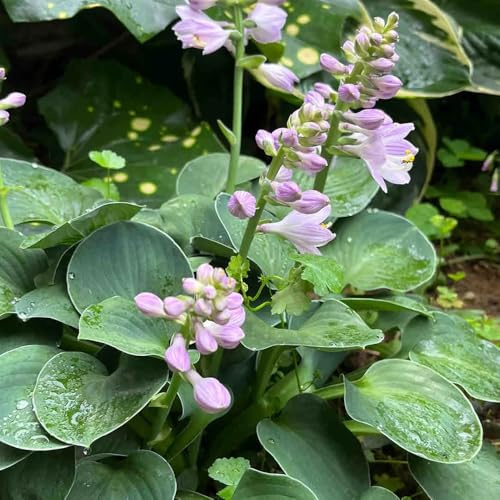 funkien küchenkräuter kräuterbeet indoor topfpflanzen draußen winterhart dachbegrünung sommerblumen indoor garten grüne deko balkonpflanzen winterharte kübelpflanzen winterharte 300samen