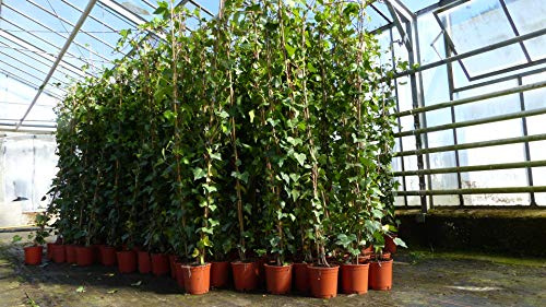 gruenwaren jakubik 30 Stück Efeu Hedera helix 180-200 cm Pyramide Säule winterhart Kletterpflanze Hecke Sichtschutz blickdicht