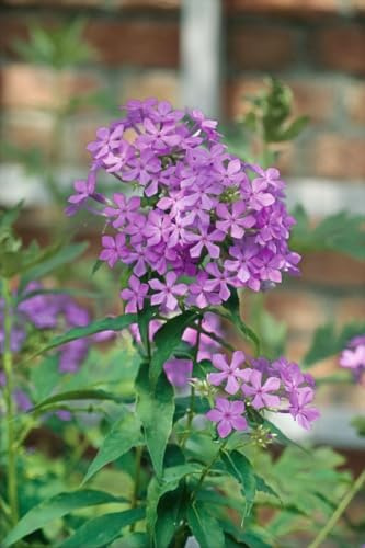 Phlox paniculata 'Amethyst' 11x11 cm Topf – Winterhart, Mehrjährig, Pflegeleicht – Hoher Sommerphlox – Staude für Beet & Rabatte