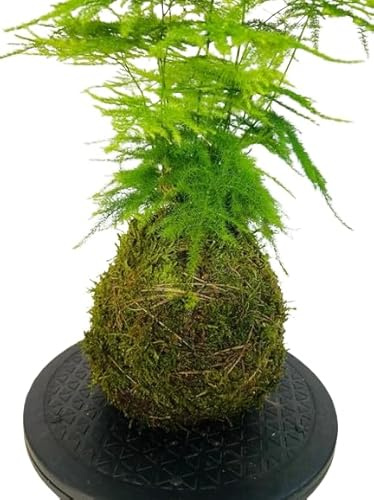 Árbol Natural KOKEDAMA Artesanal DECOALIVE Planta Esparraguera Plumosa en Bola de Musgo