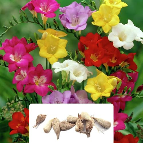10 Freesia Single Mixed – Vibrant Colours & Heavenly Fragrance, Low-Maintenance & Easy to Plant, Perfect for Your Garden - Ideal for UK Climate Conditions