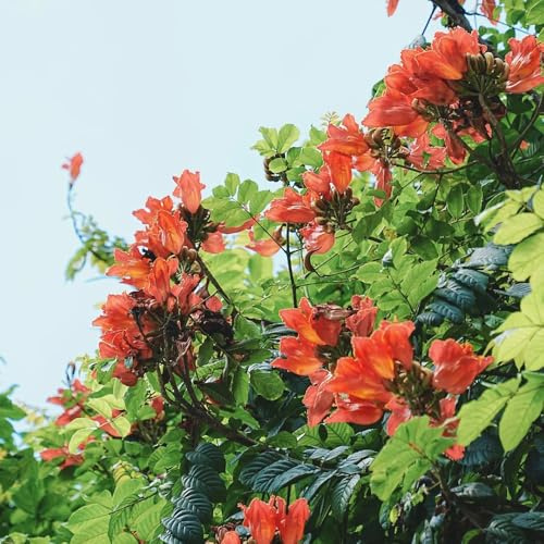 Semillas del tulipán africano - un Spathodea campanulata - en resistentes al aire libre de exterior semillas de jardín resistentes 10pcs