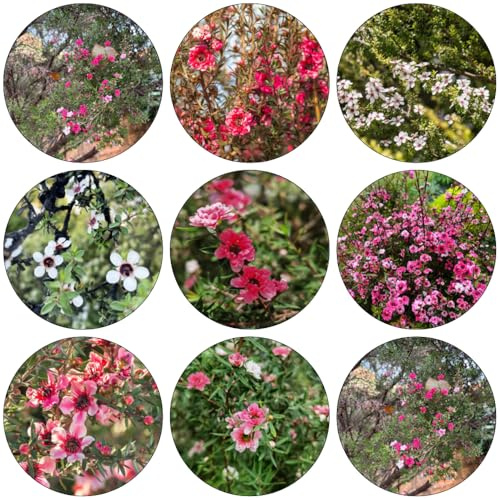 manuka bonsaibaum pflanzensamen exotisch kräutersamen baumsamen extrem winterharte kübelpflanzen schnittblumen blumengarten büropflanzen gartensamen indoor kräutergarten mehrjährige 1000samen