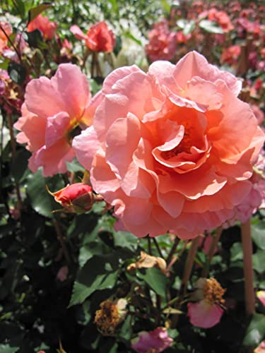 Rosa Schloß Bad Homburg - Kletterrose - Synonnym Alibaba - Warner 2006