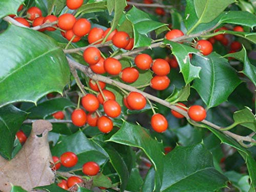 20 Semi Manig Acebo Americana - Ilex Opaca: Semillas